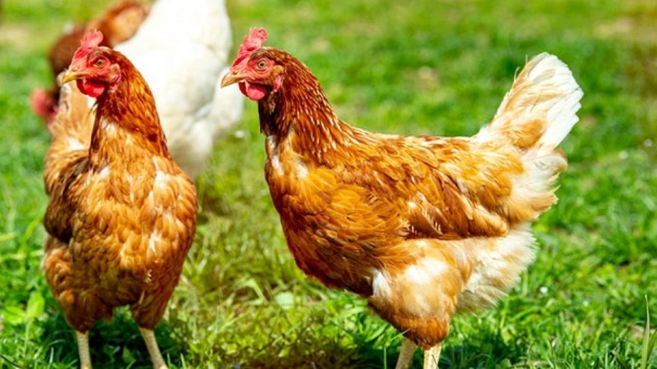 Pension Rosengaertchen Absberg Εξωτερικό φωτογραφία